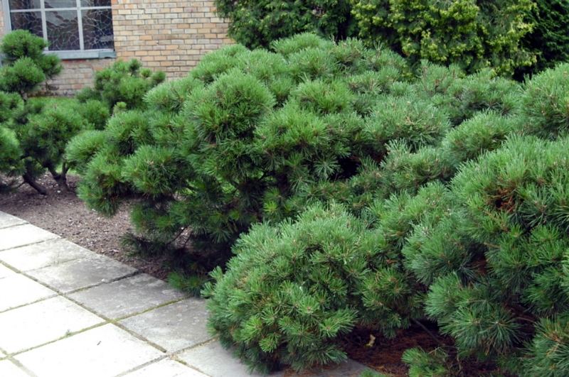 Pinus mugo Pumilio - Сосна горная Пумилио (Pumilio) С2 30-35cm - Фото №1